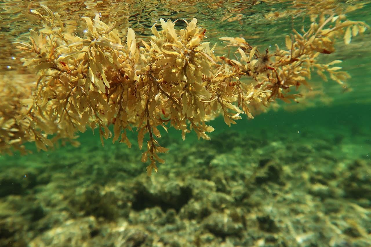 Close-up of floating brown algae in Mexico.