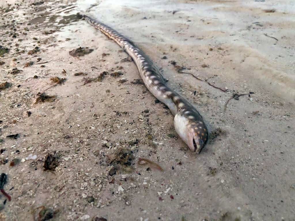 Local fauna dying during a massive sargassum arrival in Mexico.