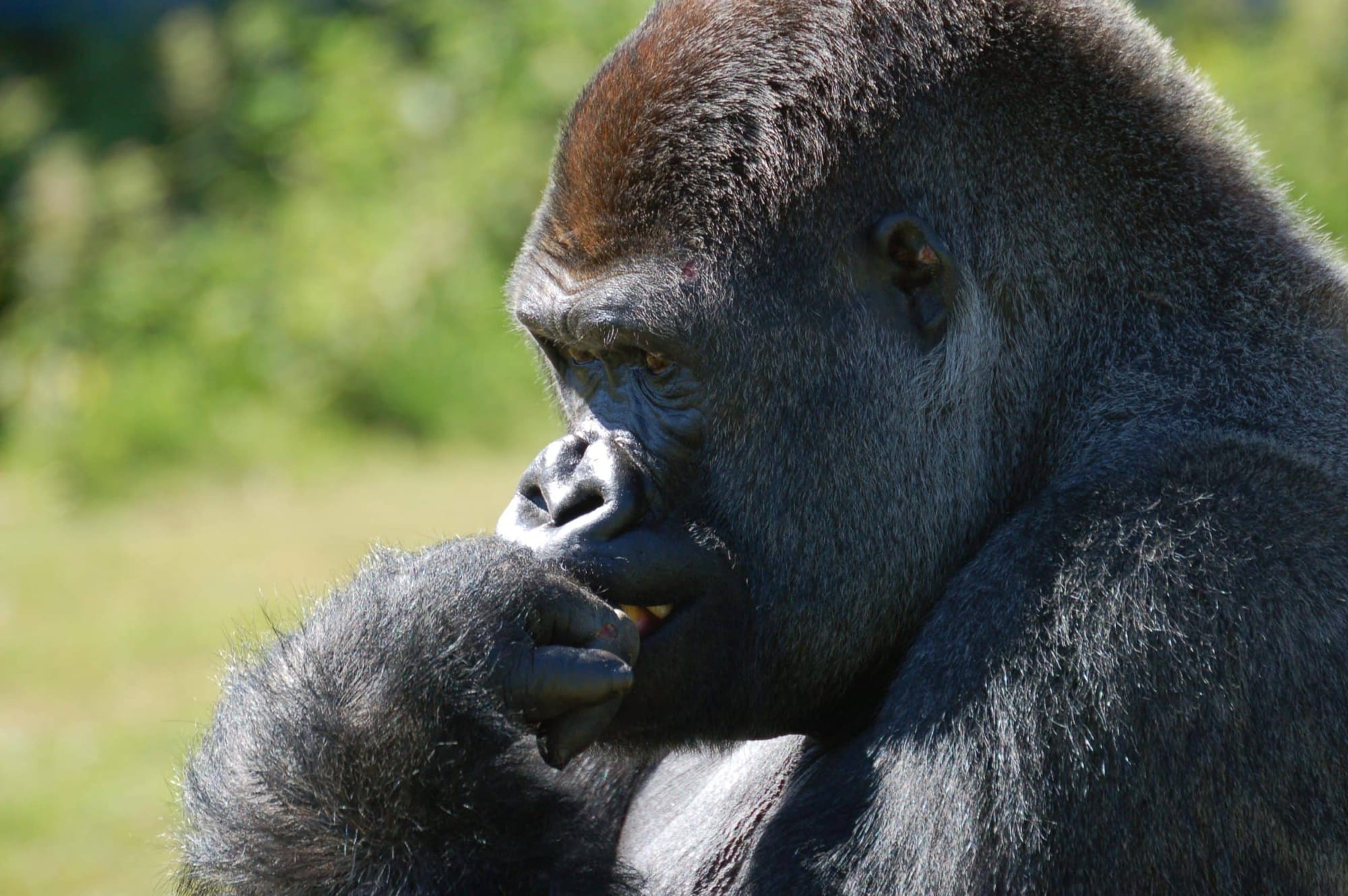 gorilla_port_lympne1