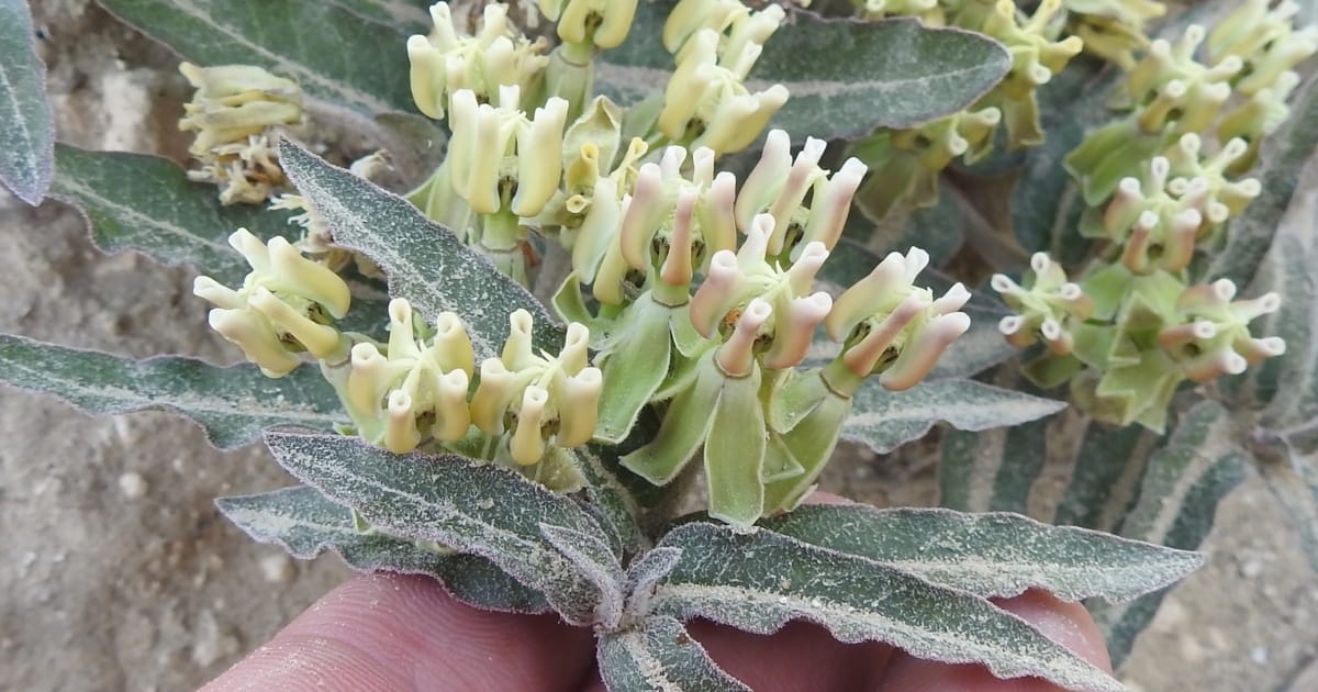 prostrate milkweed (asclepias prostrata)