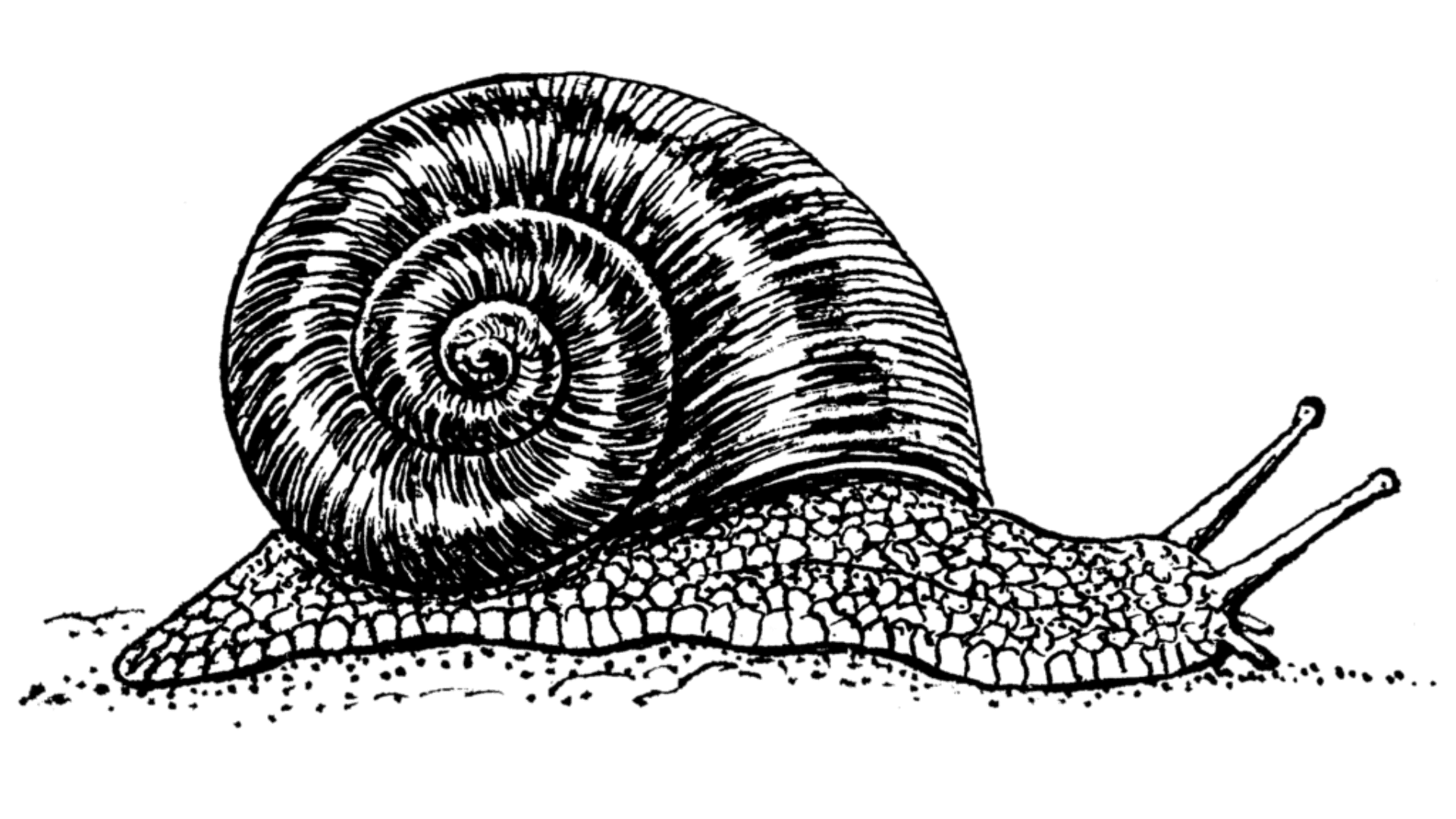 Black and white snail illustration, the international symbol of the degrowth movement.