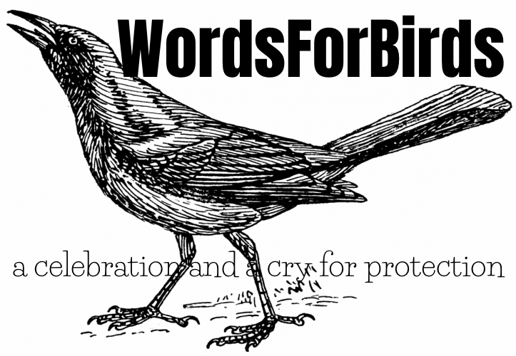 words for birds grackle