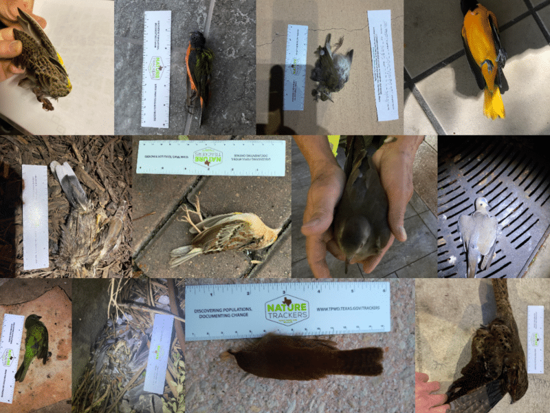 luces apagadas san antonio