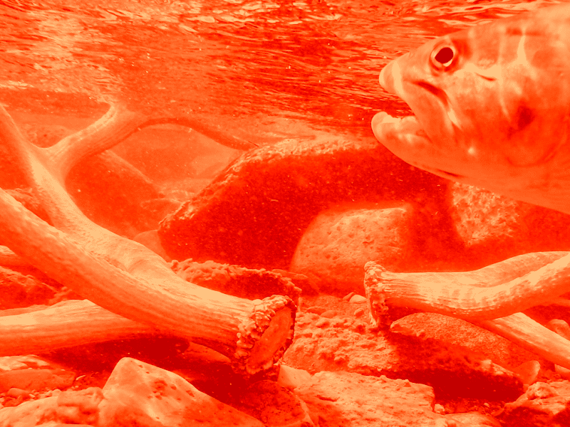 Zoe Todd y Bull Trout (rojo)