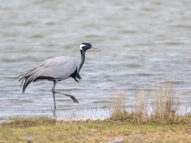 In Ukraine, ‘Birds of Joy’ are Also Victims of Russian Invasion