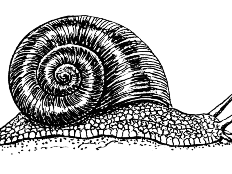 Black and white snail illustration, the international symbol for the degrowth movement.